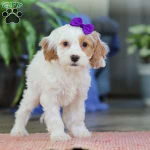 Chloe, Cockapoo Puppy